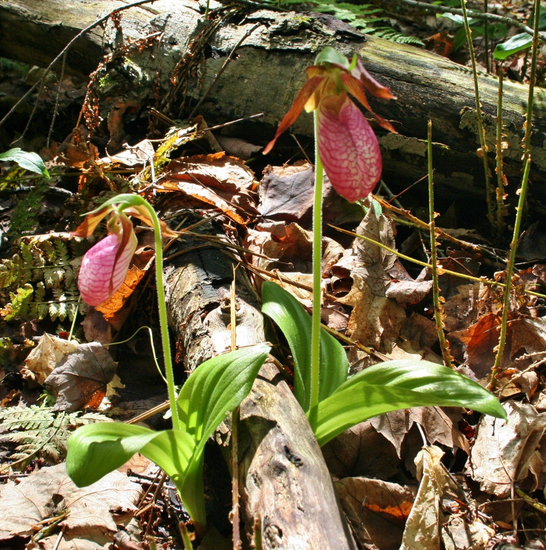 Birch Lodge Blog Lady slipper Orchids in the Upper Peninsula